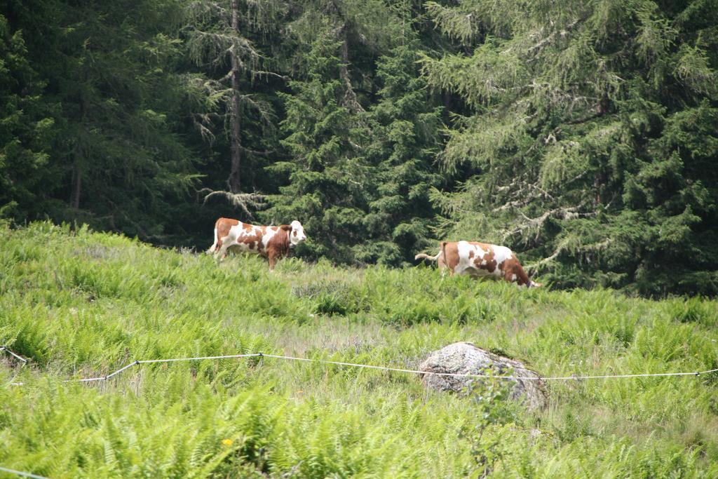 Ferienwohnung Bauernhof Obererlach Bramberg am Wildkogel Exterior foto